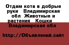 Отдам кота в добрые руки - Владимирская обл. Животные и растения » Кошки   . Владимирская обл.